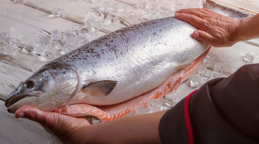 fatty fish salmon